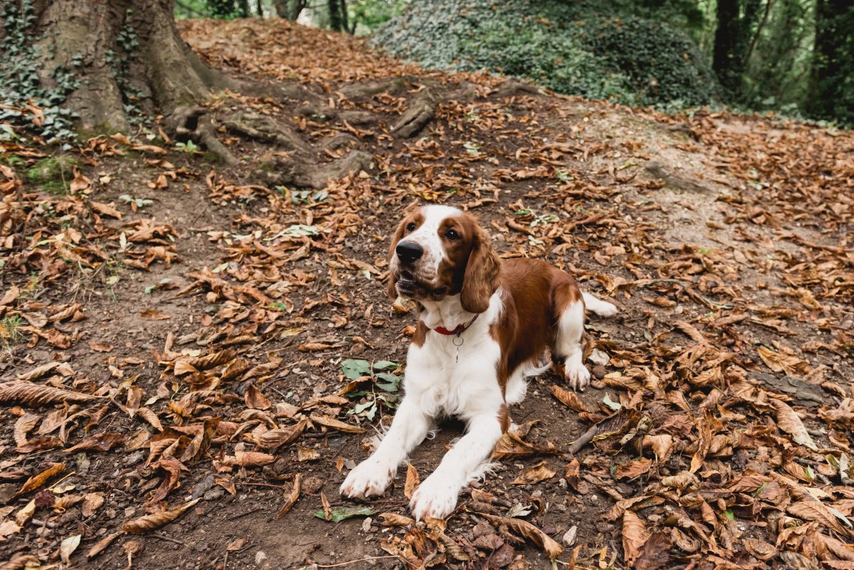 The Welsh Springer Spaniel Club