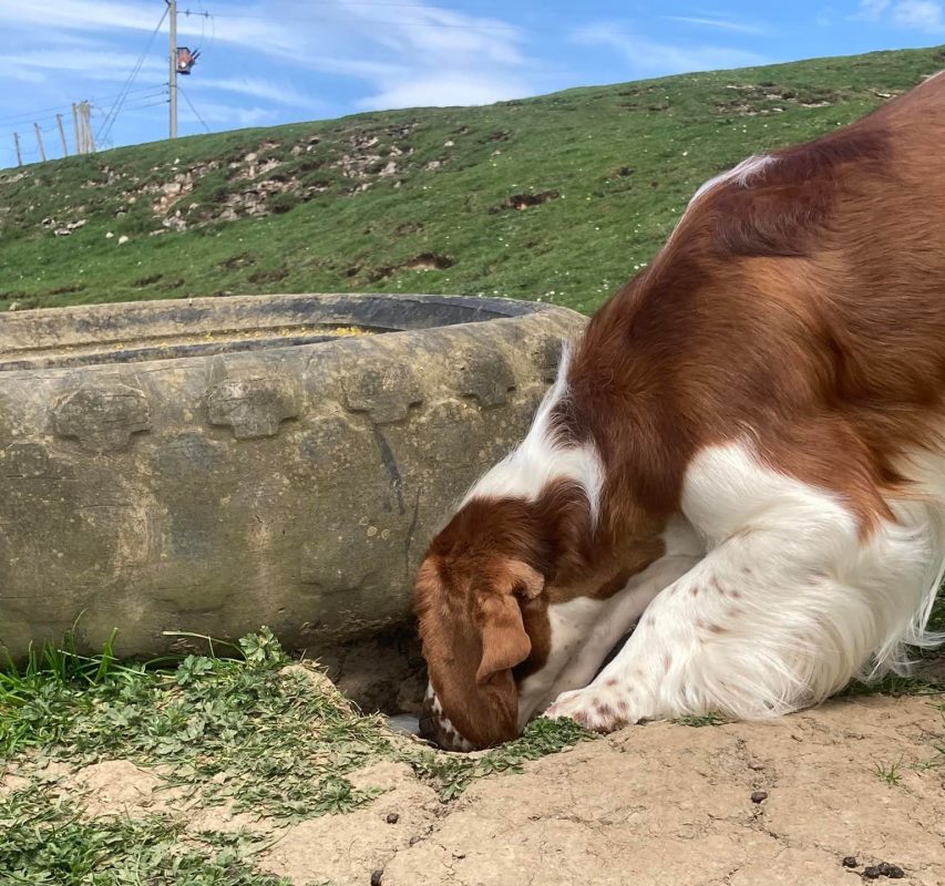 The Welsh Springer Spaniel Club