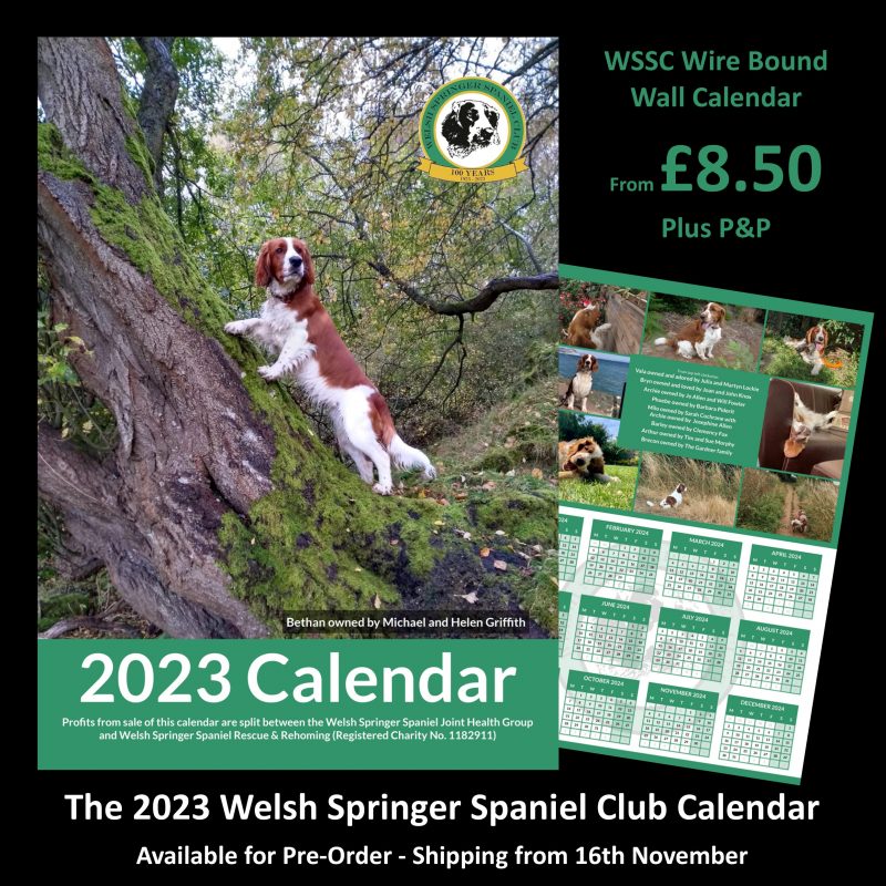 Welsh Springer Spaniel Calendar 2025